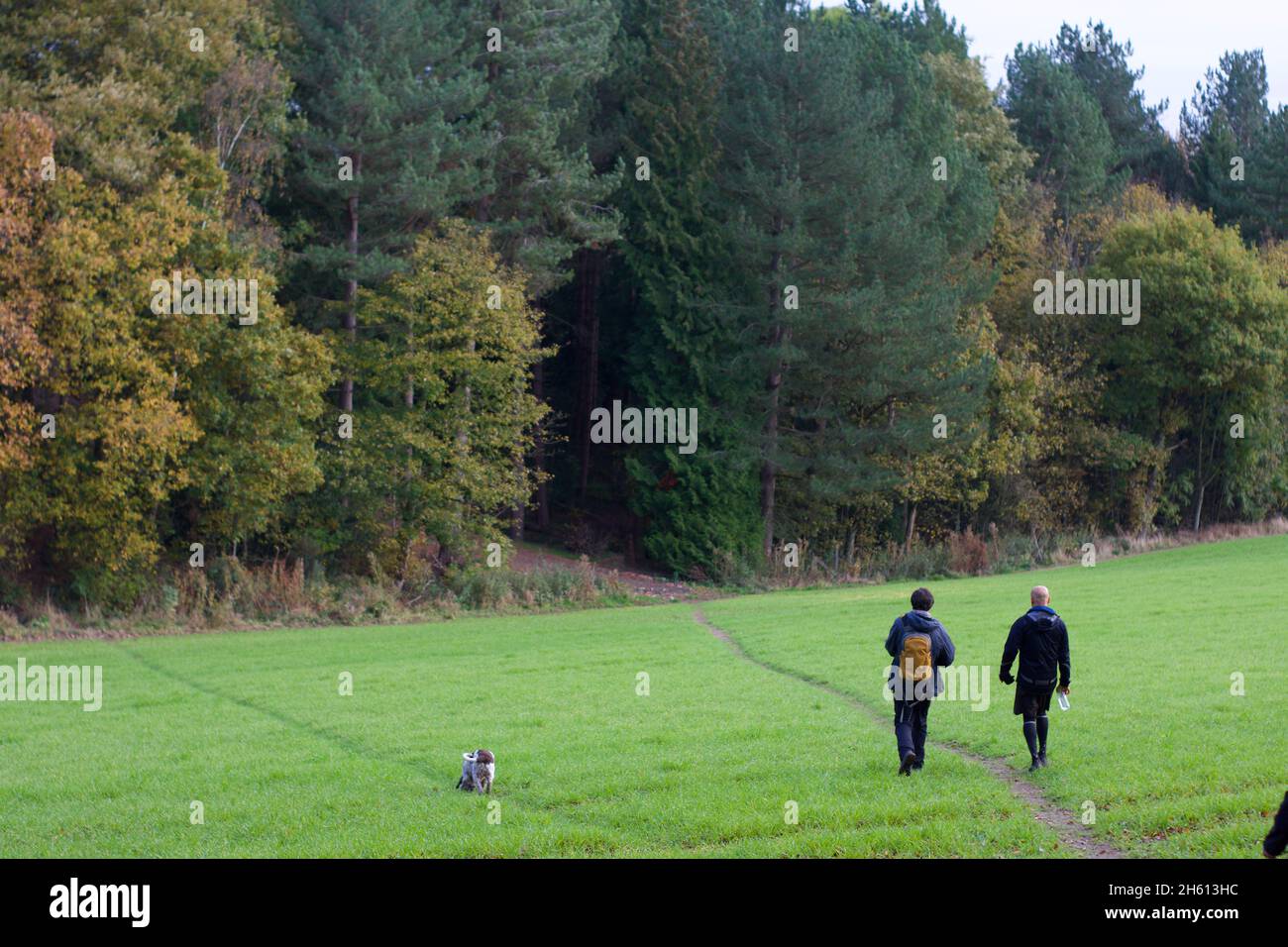 Two men with a dog out on a hike, as they walk through a field towards some woodland Stock Photo