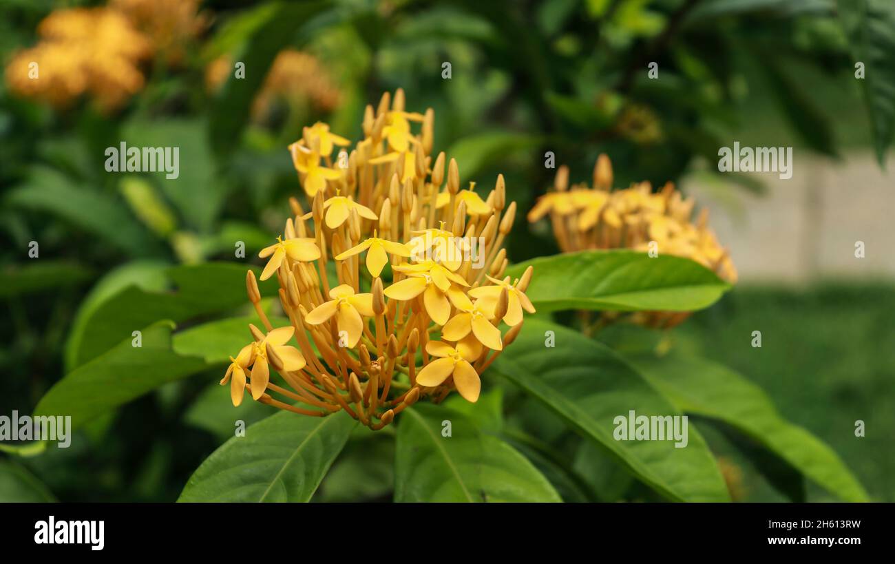 Ixora coccinea Plant and yellow flower Idly Poo Plant with green leaf background Stock Photo