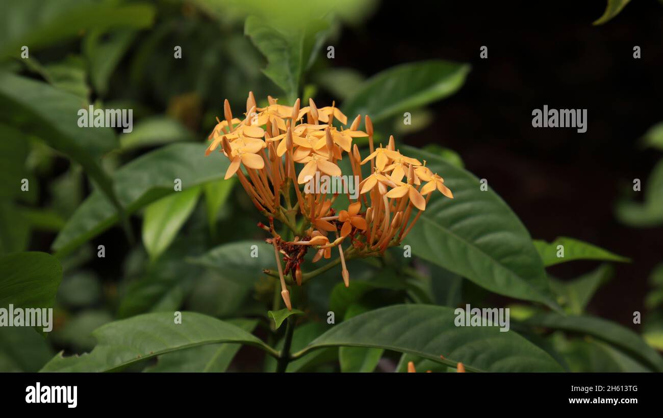 Ixora coccinea Plant and yellow flower Idly Poo Plant with green leaf background Stock Photo