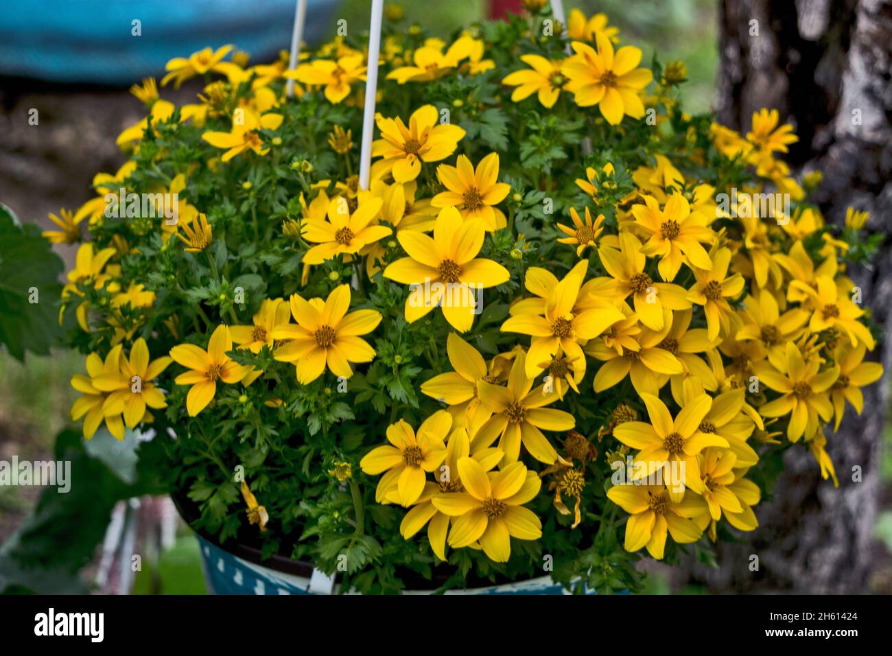 Beautiful Caltha flowers bloom in the garden. Stock Photo