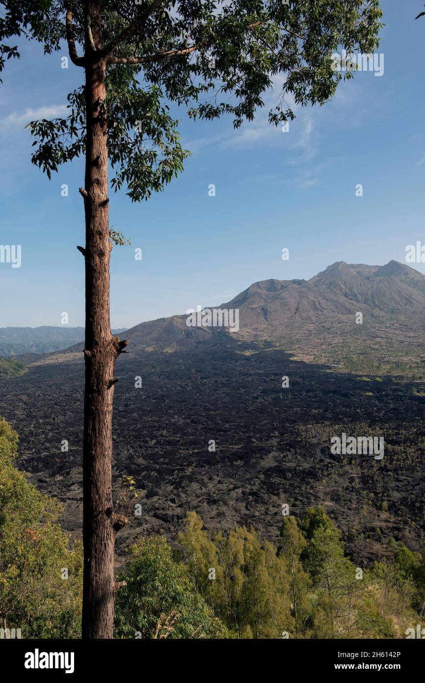 Tree and view of calderas and lava flow from 1974, Mount Batur, Bangli Regency, Bali, Indonesia, Asia Stock Photo