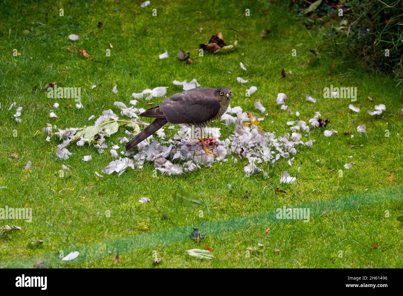 Sparrowhawk sat on top of a dead pigeon, surrounded by feathers.  Sparrowhawk (Accipiter nisus) eating a Wood Pigeon (Columba palumbus). Stock Photo