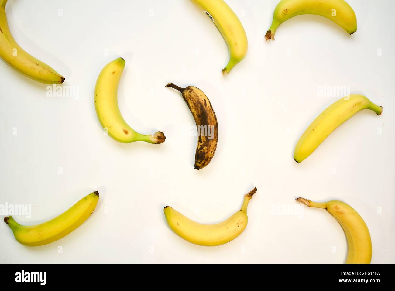 A brown, overripe banana sits surrounded by fresh yellow ones, standing out in the crowd Stock Photo