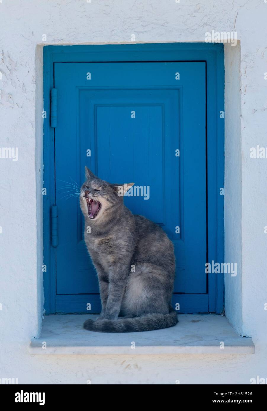 Stray cat yawning on a church window ledge, Agioi Anargyri Church, Cape Greko, Cyprus. Stock Photo