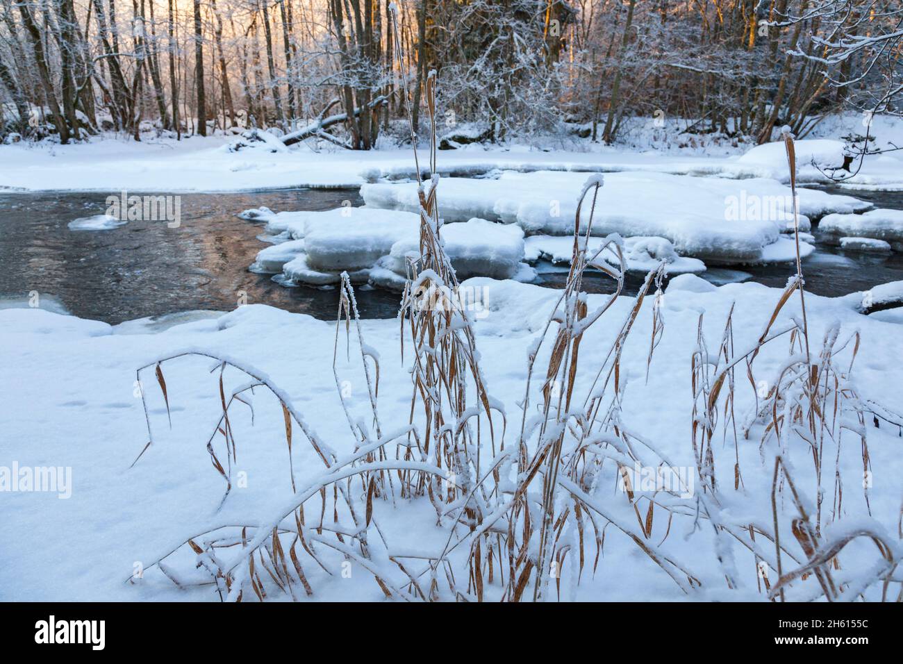Frozen Reeds Reeds in the creek hi-res stock photography and images - Alamy