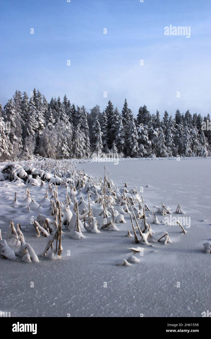 Winter conifer forest landscape hi-res stock photography and images - Alamy