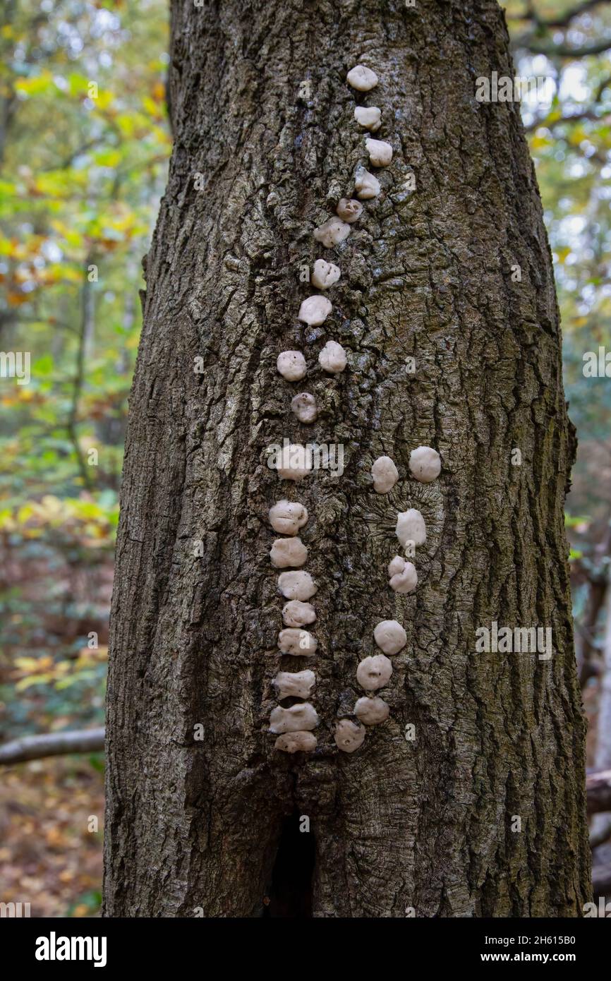 Tree defaced with chewing gum Stock Photo
