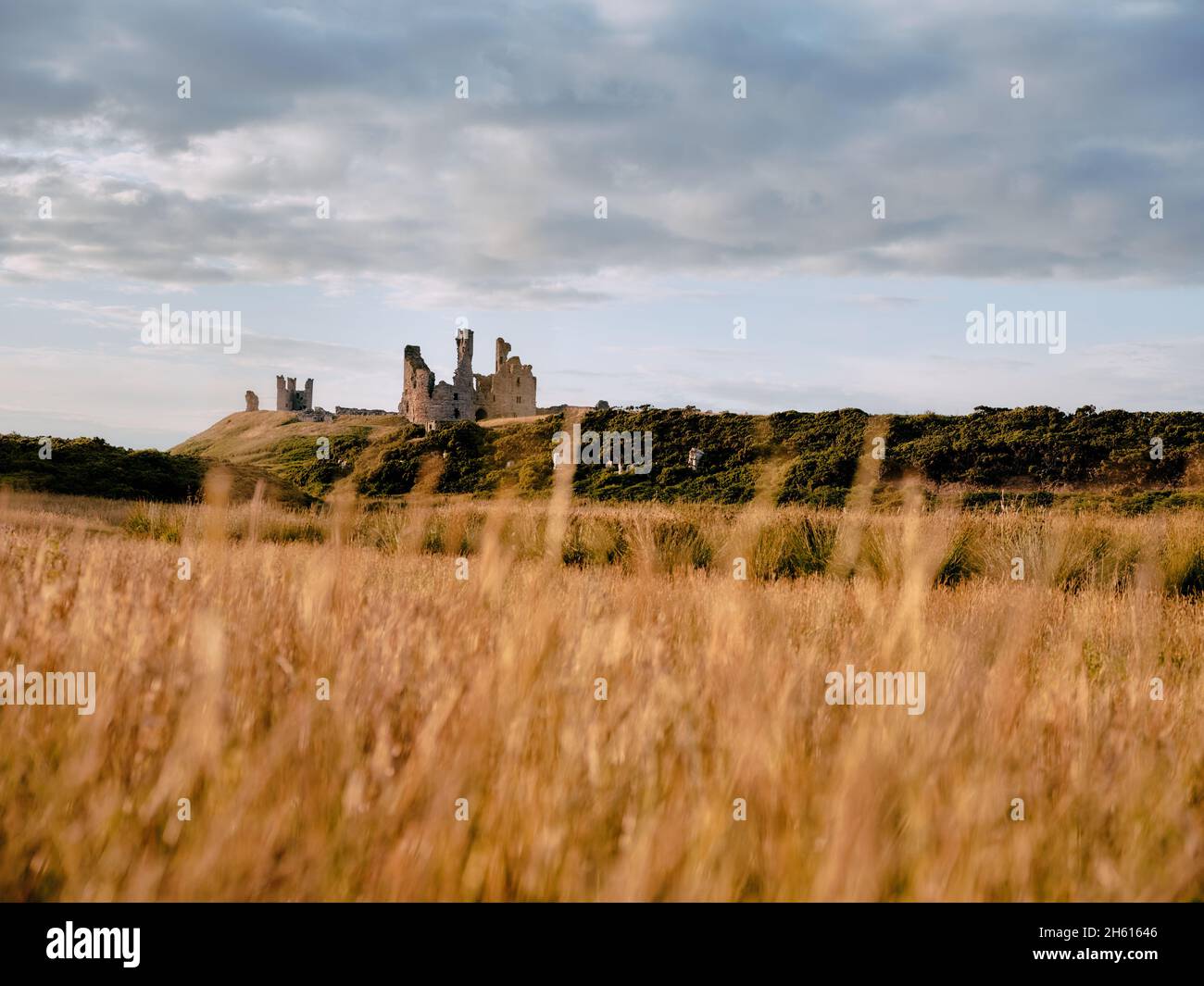 The summer pasture grassland landscape of Dunstanburgh Castle ruins - 14th-century fortification in Craster Northumberland northern England UK Stock Photo