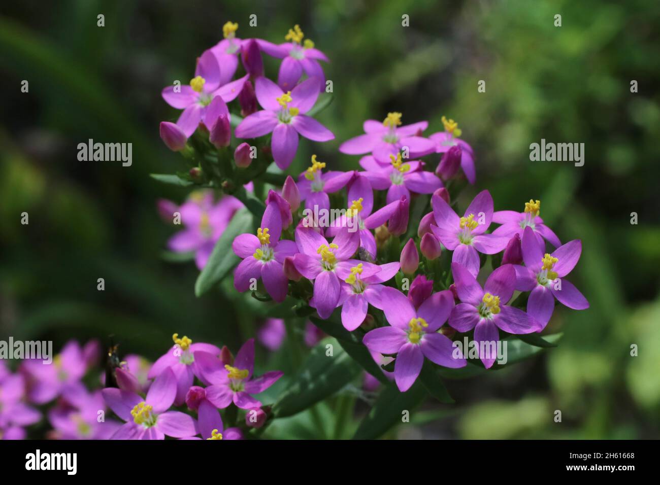 Centaurium erythraea, Common Centaury, Gentianaceae. Wild plant shot in summer. Stock Photo