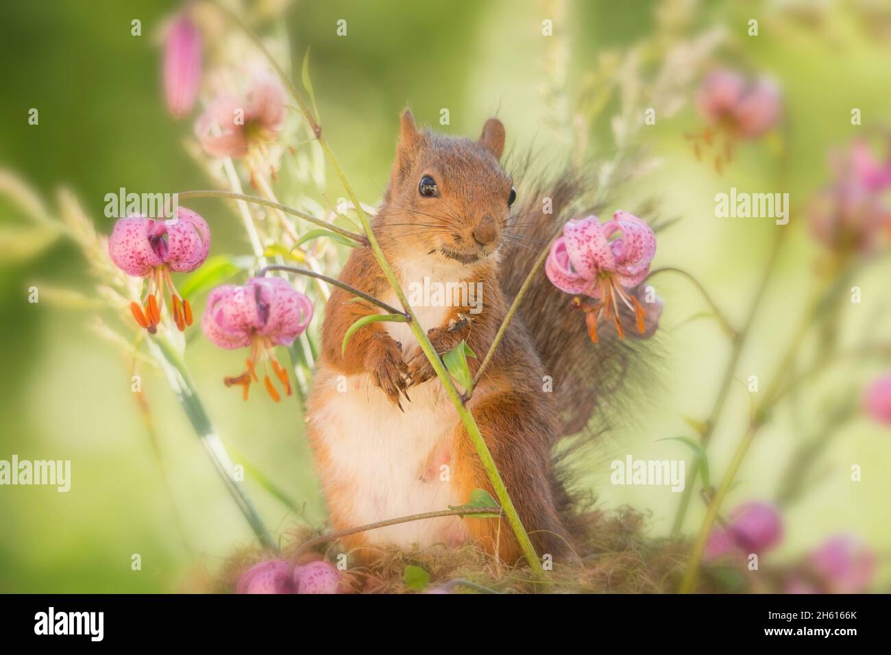 female red squirrel standing with flowers Stock Photo