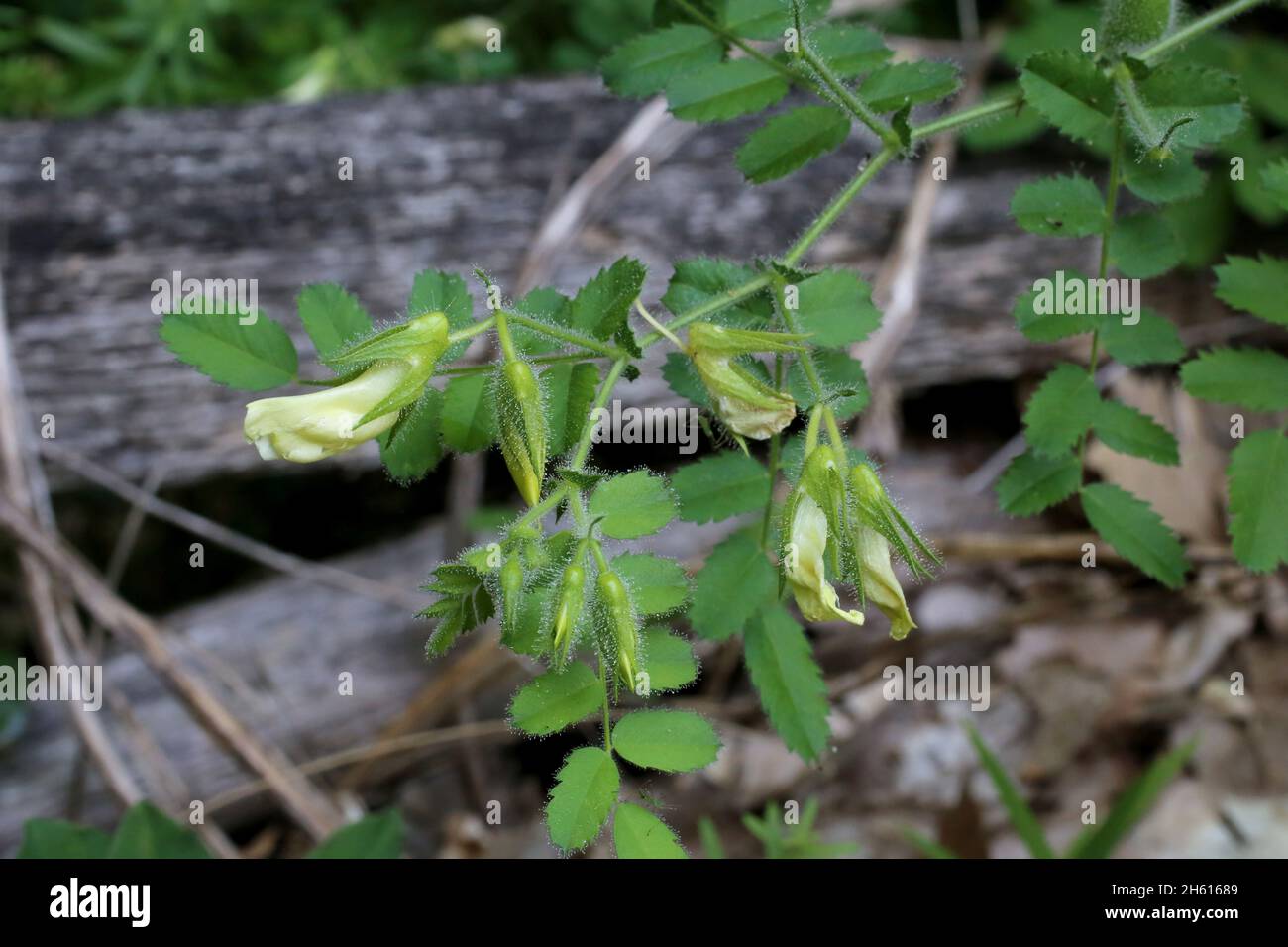 Cicer montbretii, Wild plant shot in summer. Stock Photo