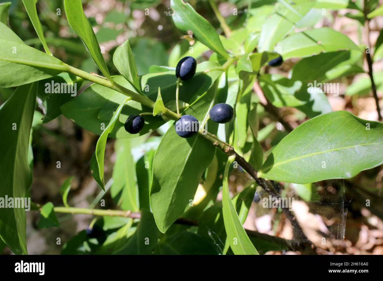 Daphne pontica, Thymelaeaceae. Wild plant shot in summer. Stock Photo