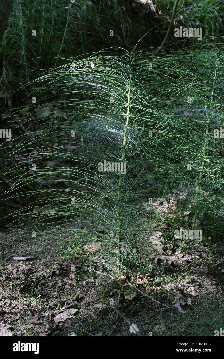 Equisetum telmateia, Great horsetail, Equisetaceae. Wild plant shot in summer. Stock Photo
