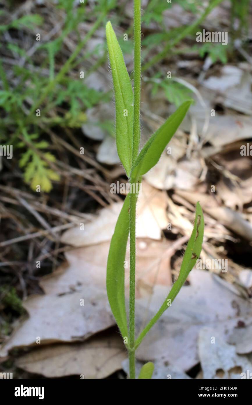 Knautia degenii, Dipsacaceae. Wild plant shot in summer. Stock Photo