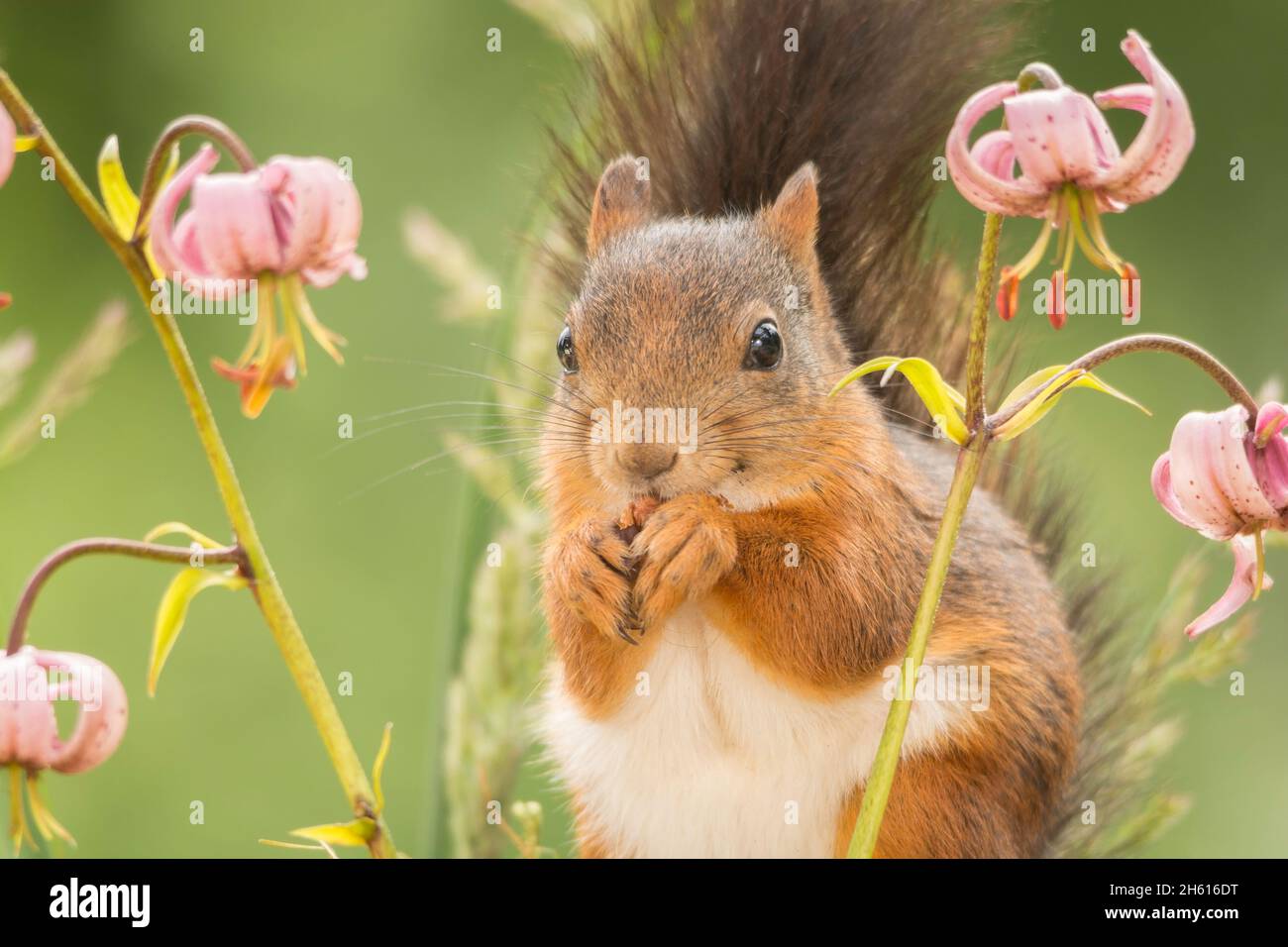 red squirrel standing hanging between flowers Stock Photo