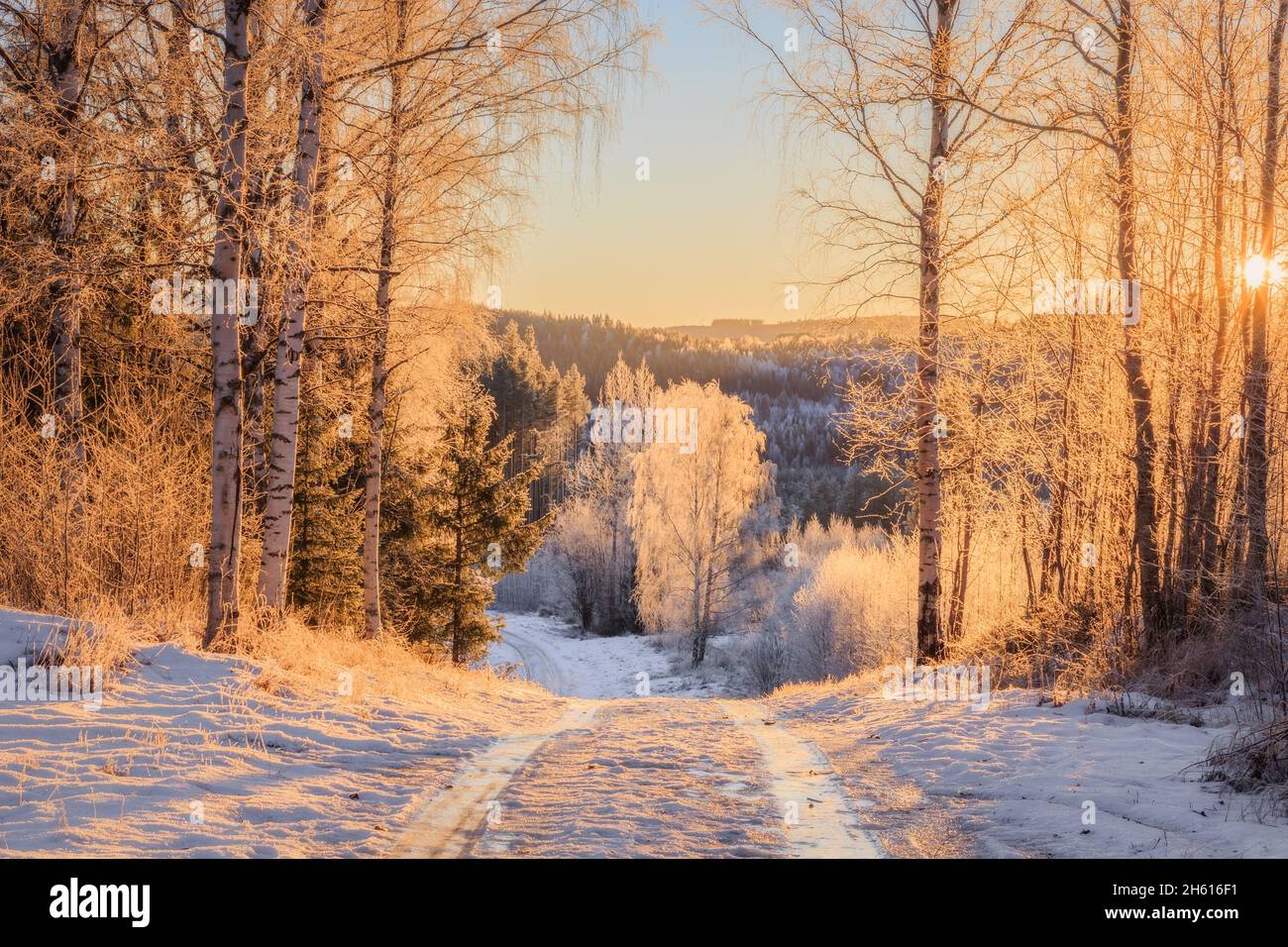 road with ice and snow with trees during sunset Stock Photo