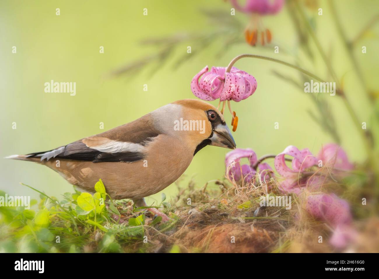hawfinch standing between flowers Stock Photo