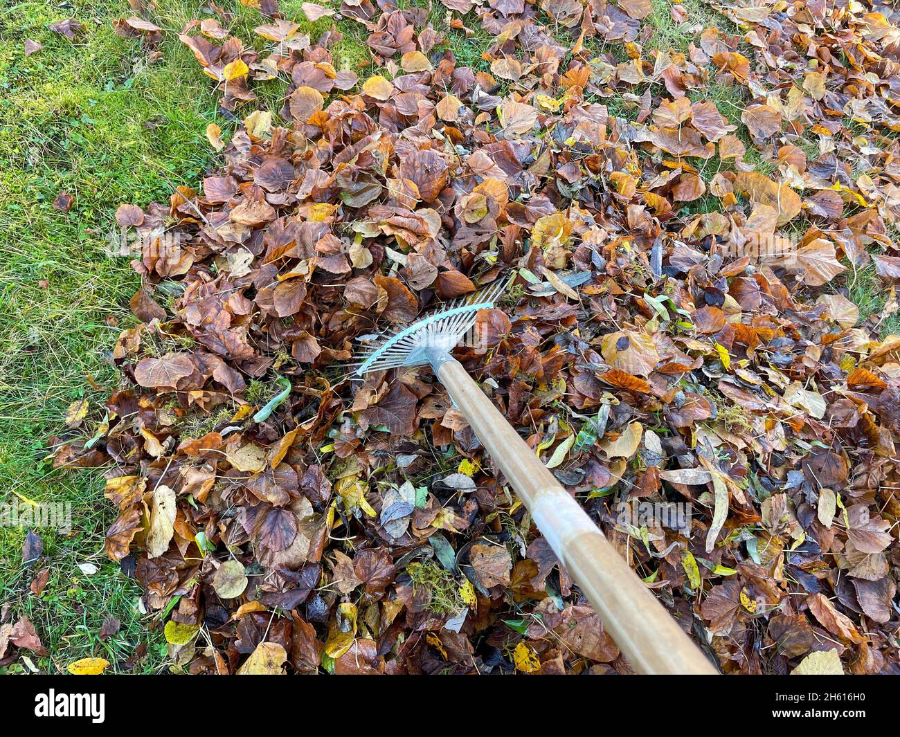 many Fall leaves in the garden with leaf broom Stock Photo Alamy