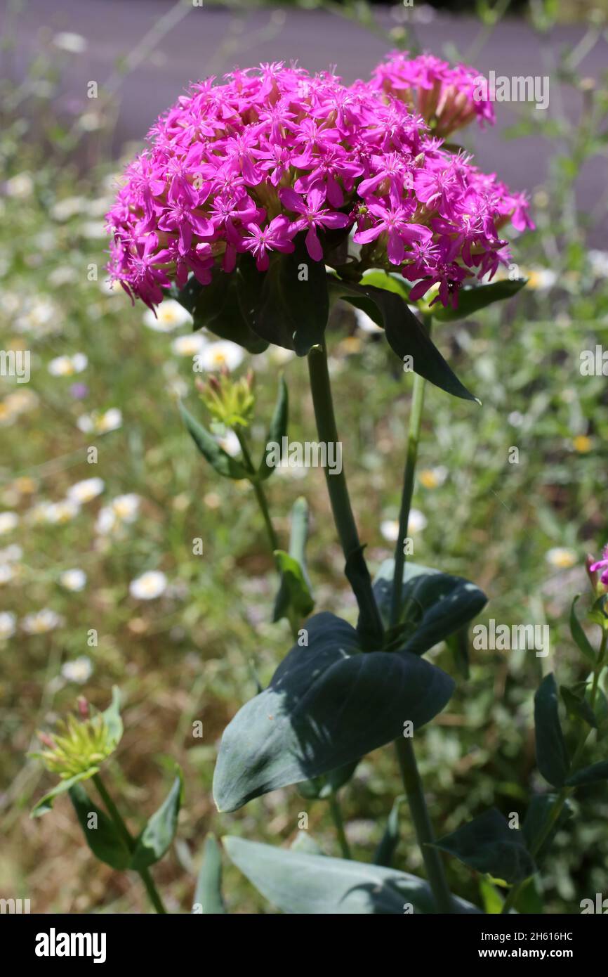 Silene compacta, Caryophyllaceae. Wild plant shot in summer. Stock Photo