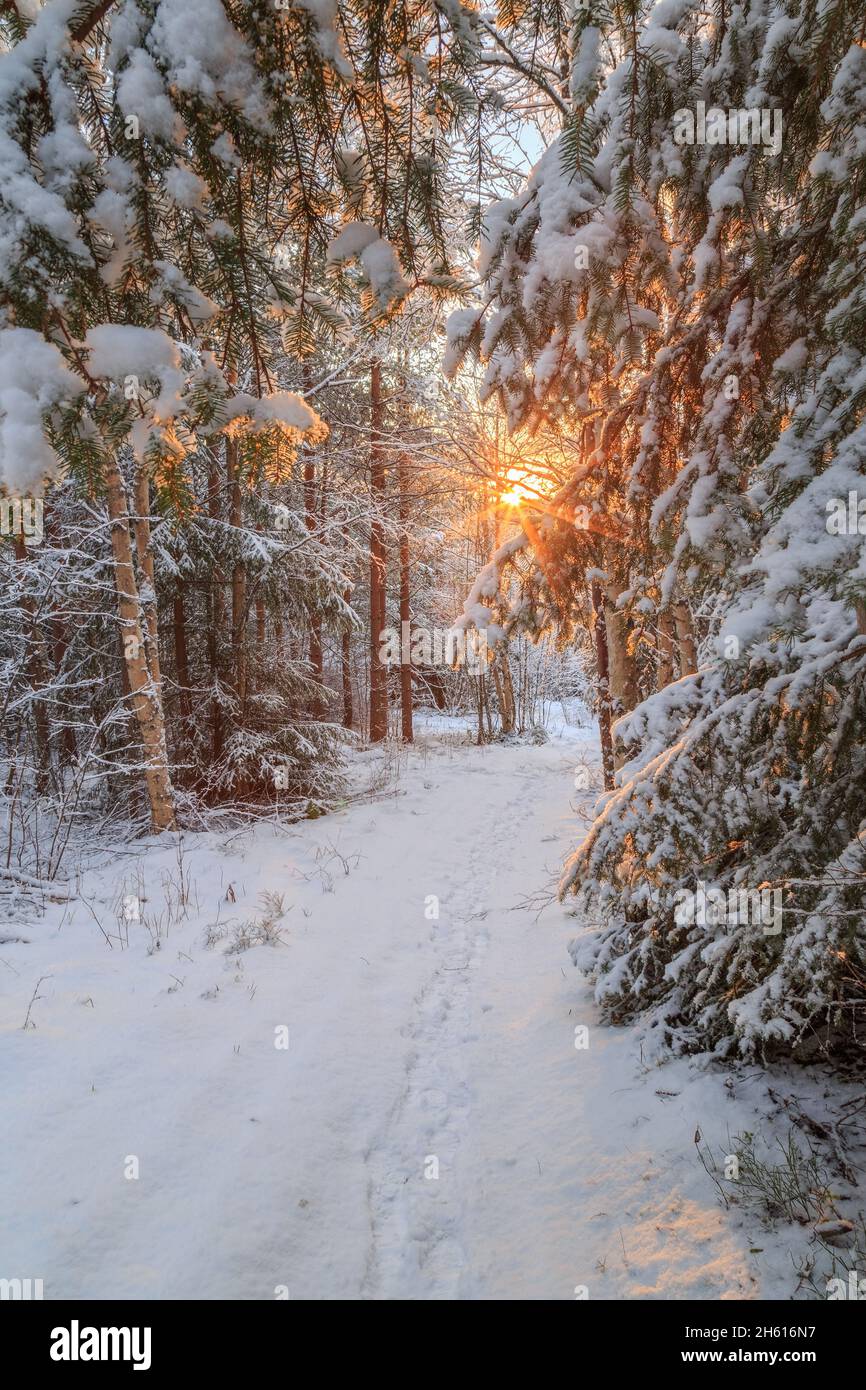 path with snow and trees during sunset Stock Photo