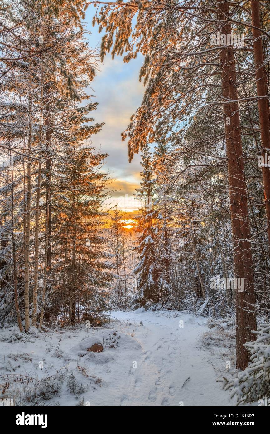 path with snow and trees during sunset Stock Photo