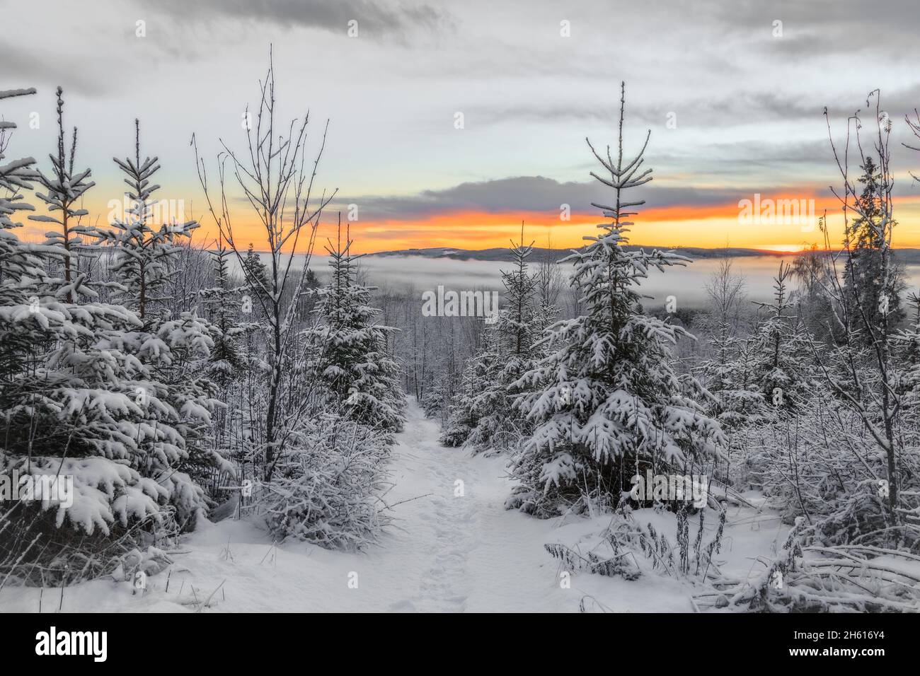 path with snow in mountain tree landscape during sunset Stock Photo