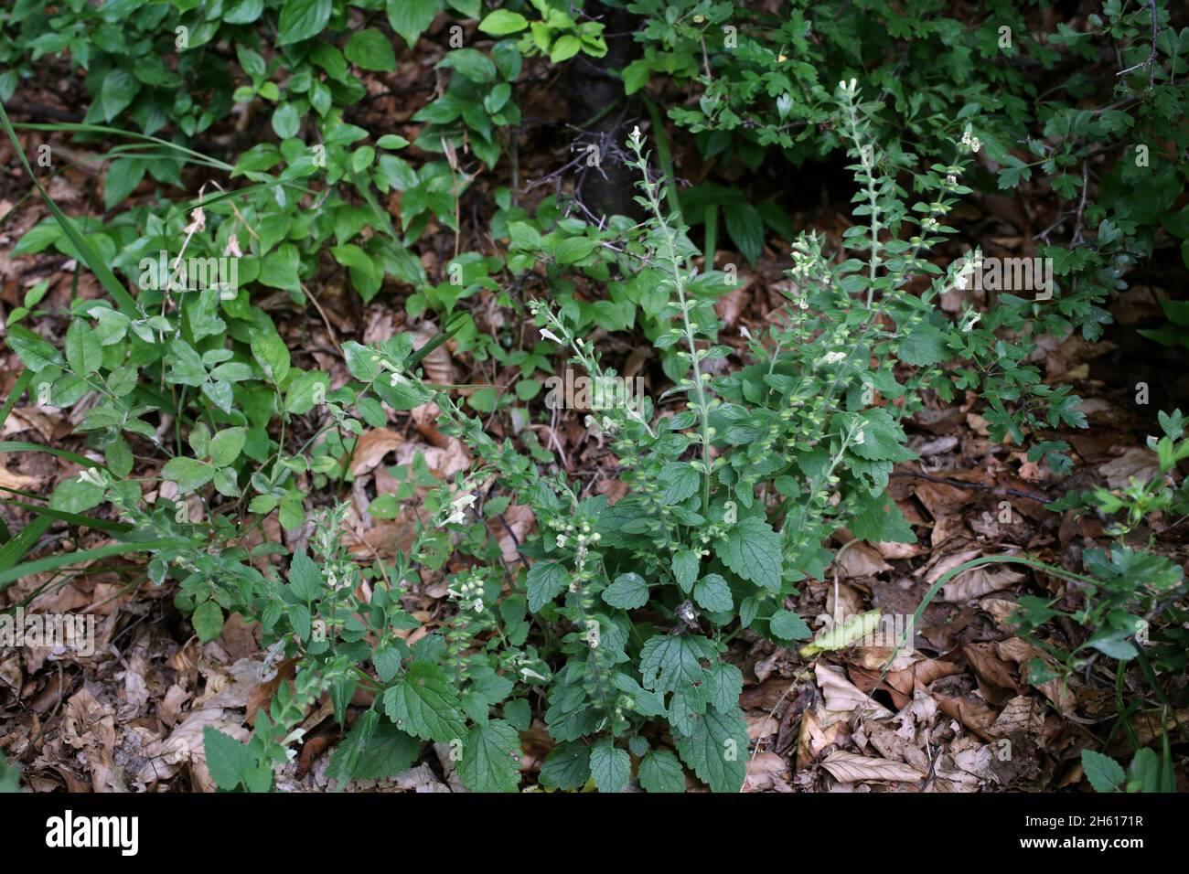 Scutellaria albida, Lamiaceae, Wild plant shot in summer. Stock Photo