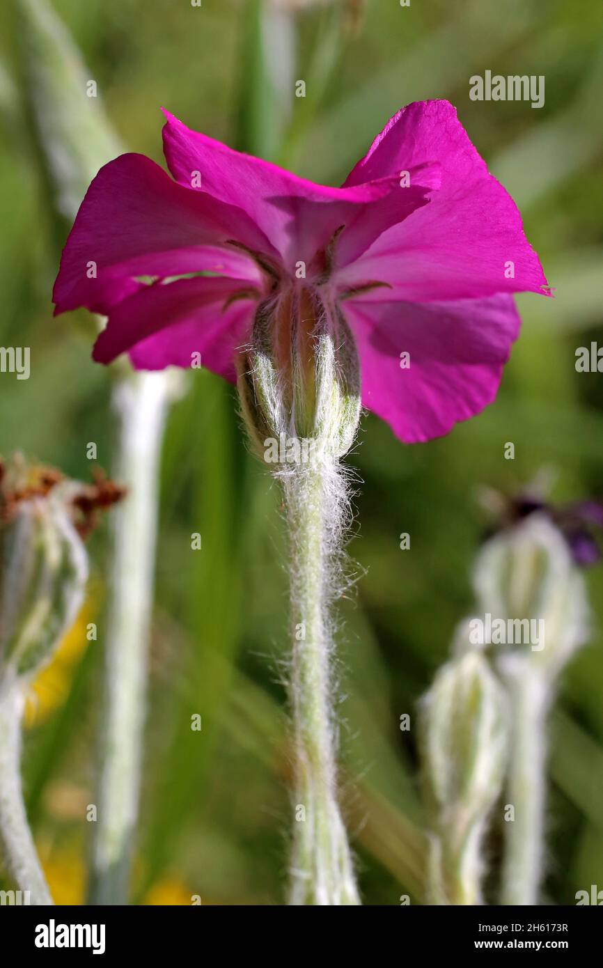 Silene coronaria, Lychnis coronaria, Caryophyllaceae. Wild plant shot in summer. Stock Photo