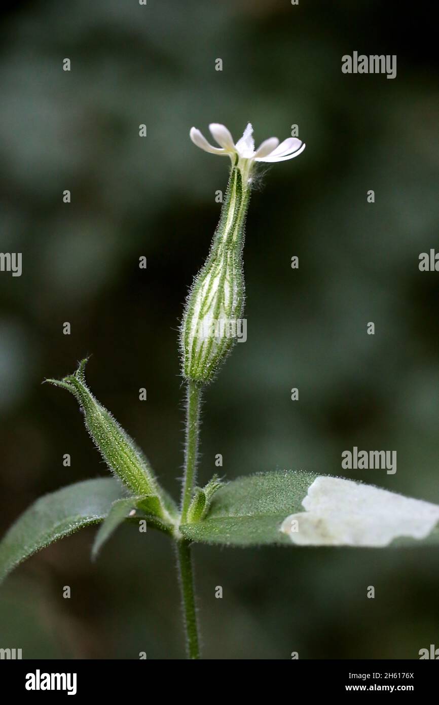 Silene noctiflora, Night-Flowering Campion, Caryophyllaceae. Wild plant shot in summer. Stock Photo