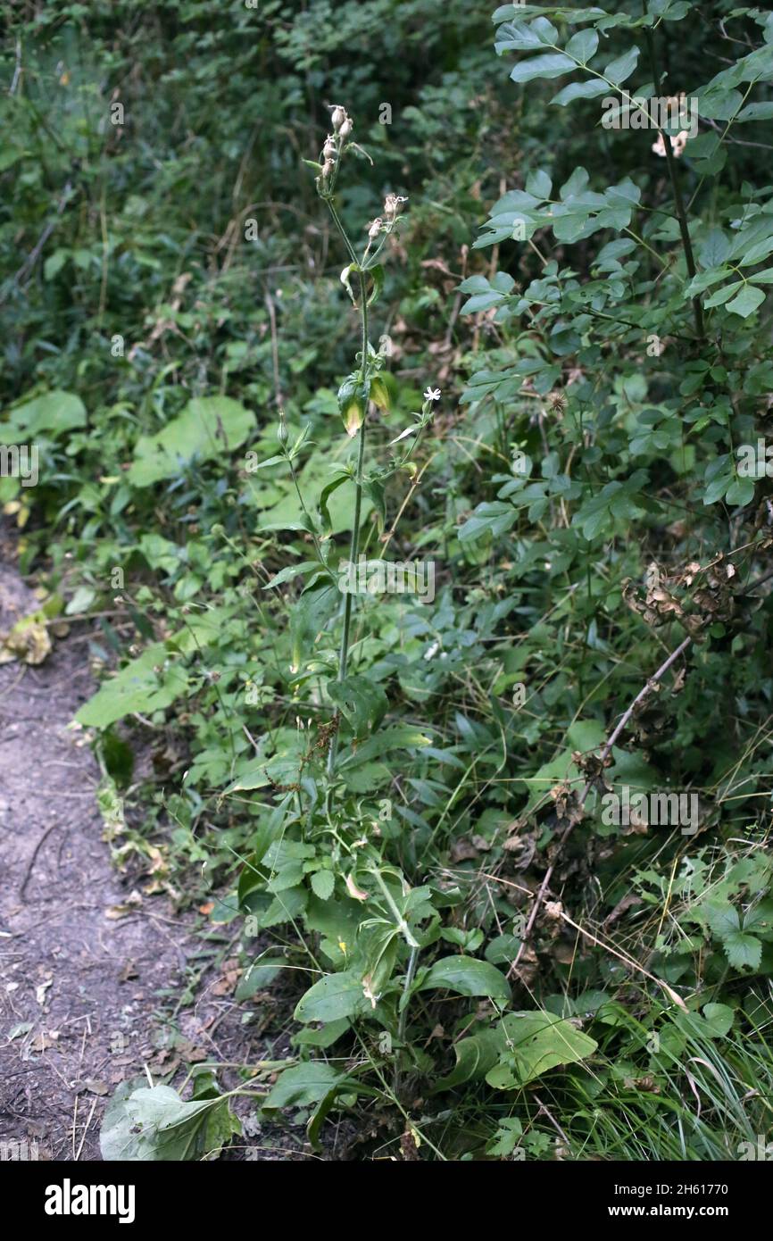 Silene noctiflora, Night-Flowering Campion, Caryophyllaceae. Wild plant shot in summer. Stock Photo