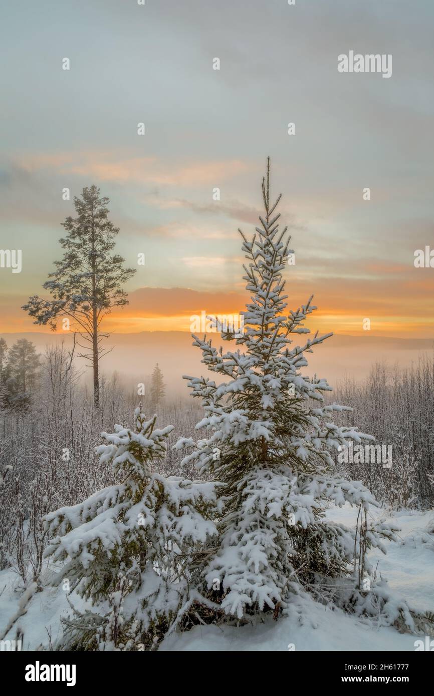 snow in tree during sunset with mist Stock Photo