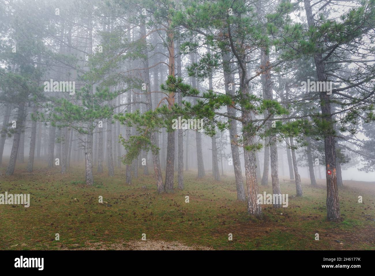 Morning fog at high mountain forest. Misty forest of pine trees on the mountains. Selective focus Stock Photo