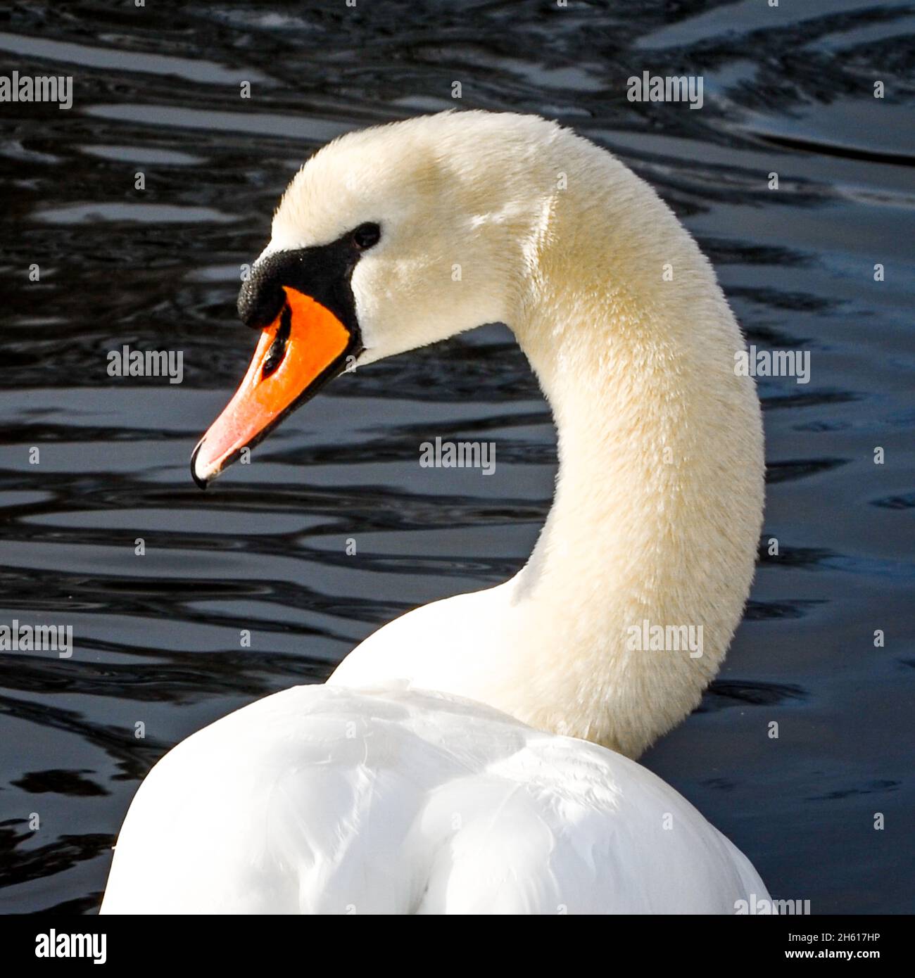 Profile of a Mute Swan (Cygnus olor) with a water background. Stock Photo