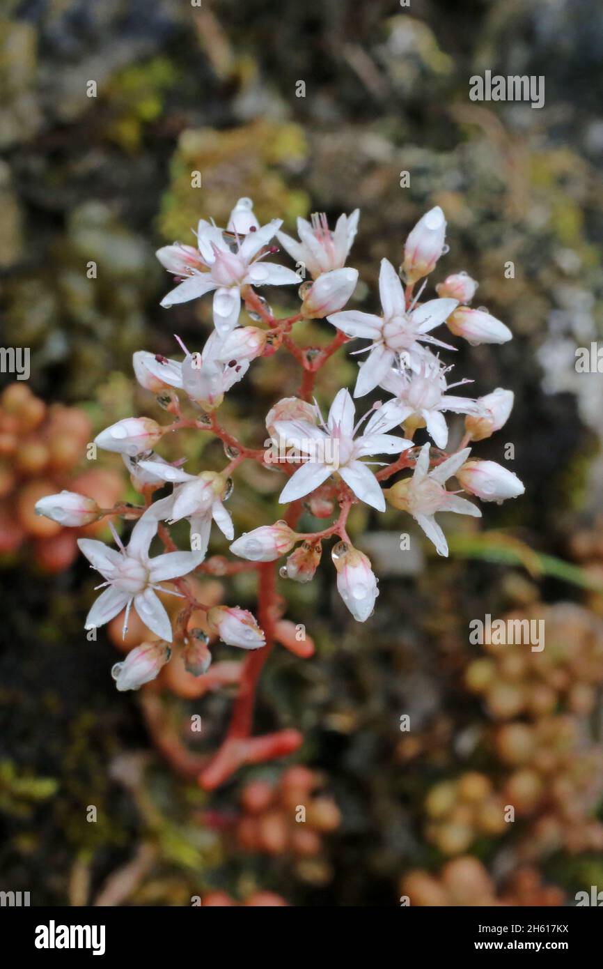 Sedum album, White Stonecrop, Crassulaceae. Wild plant shot in summer. Stock Photo