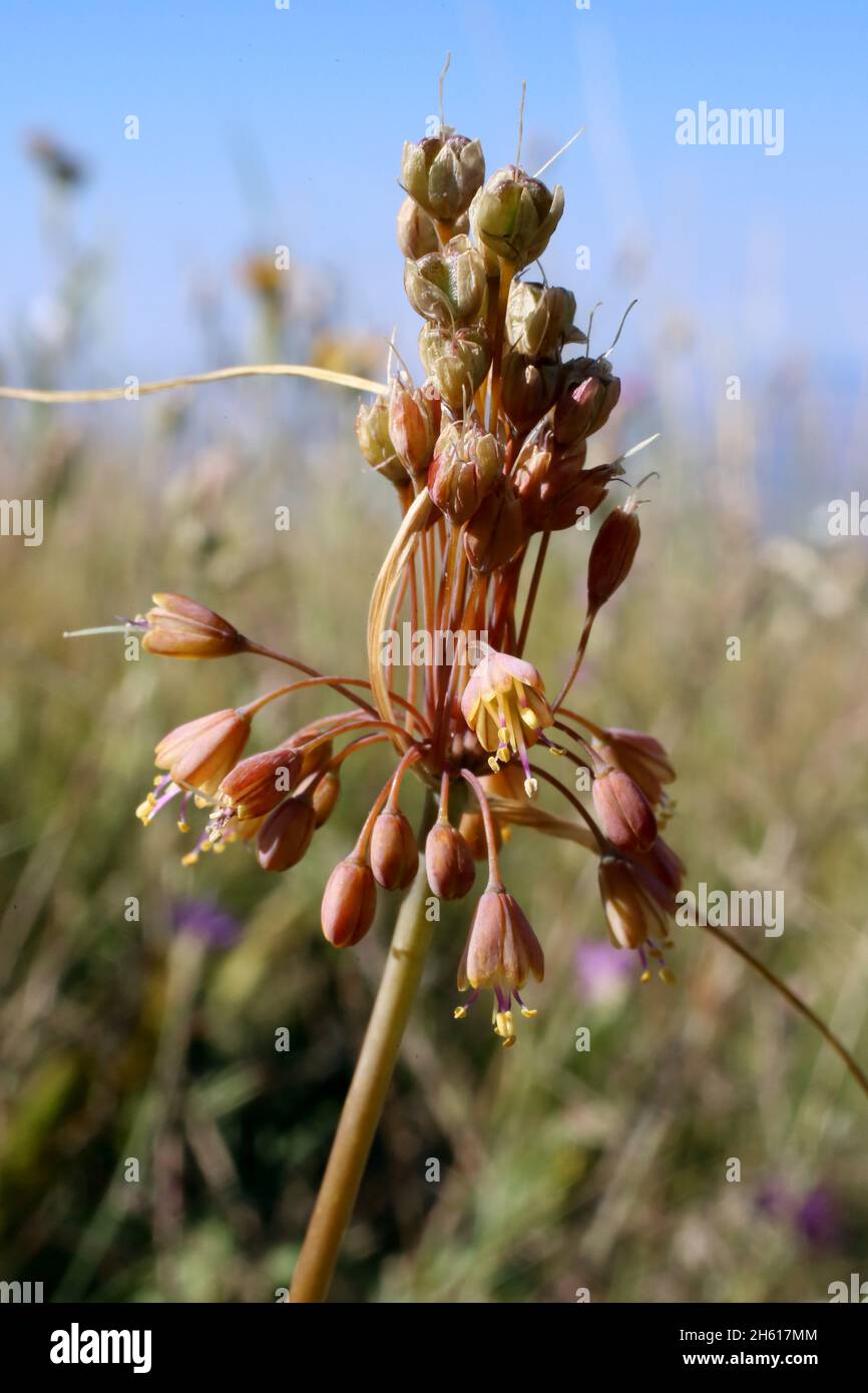 Allium flavum subsp. tauricum, Allium paczoskianum, Amaryllidaceae. Wild plant shot in summer. Stock Photo