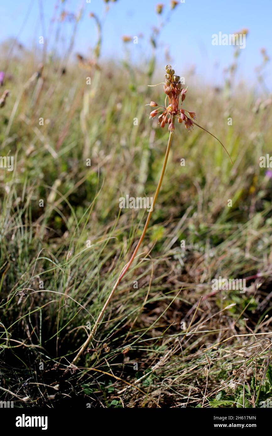 Allium flavum subsp. tauricum, Allium paczoskianum, Amaryllidaceae. Wild plant shot in summer. Stock Photo