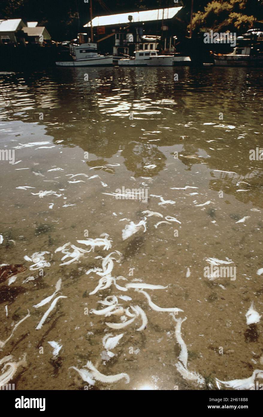 1970s America Water pollution from a fish processing plant in
