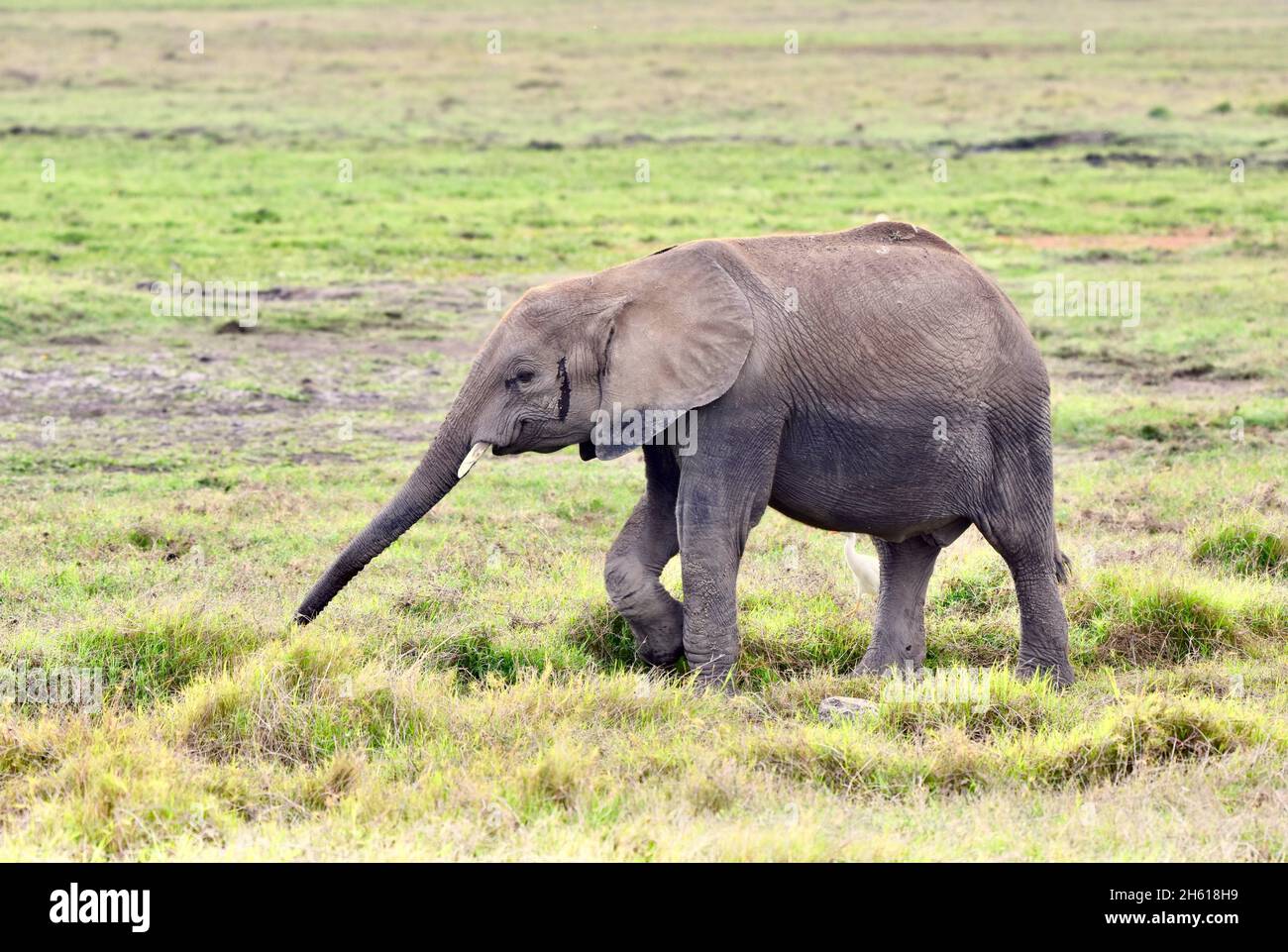 Young elephant (Loxodonta africana) following a scent in the open savanna of Amboseli National Park, Kenya. Copy space. Stock Photo