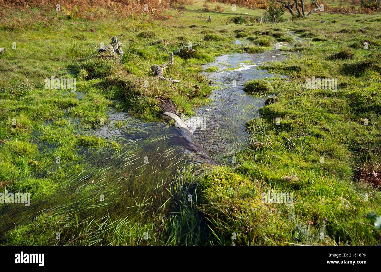 Conservation work to form natural streams within The New Forest Hampshire UK, heathland mires and wet grasslands helps wildlife and biodiversity. Stock Photo
