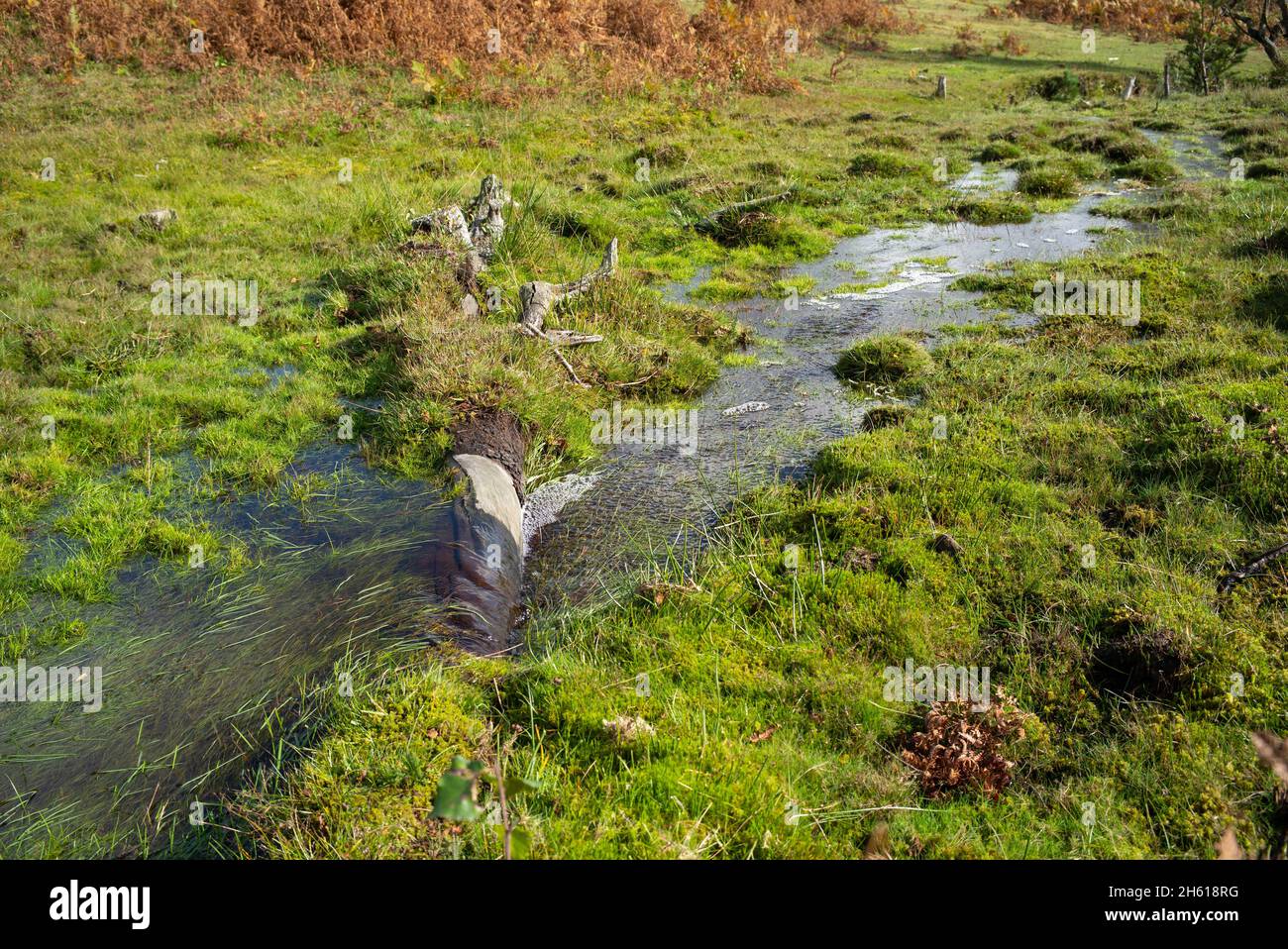 Conservation work to form natural streams within The New Forest Hampshire UK, heathland mires and wet grasslands helps wildlife and biodiversity. Stock Photo