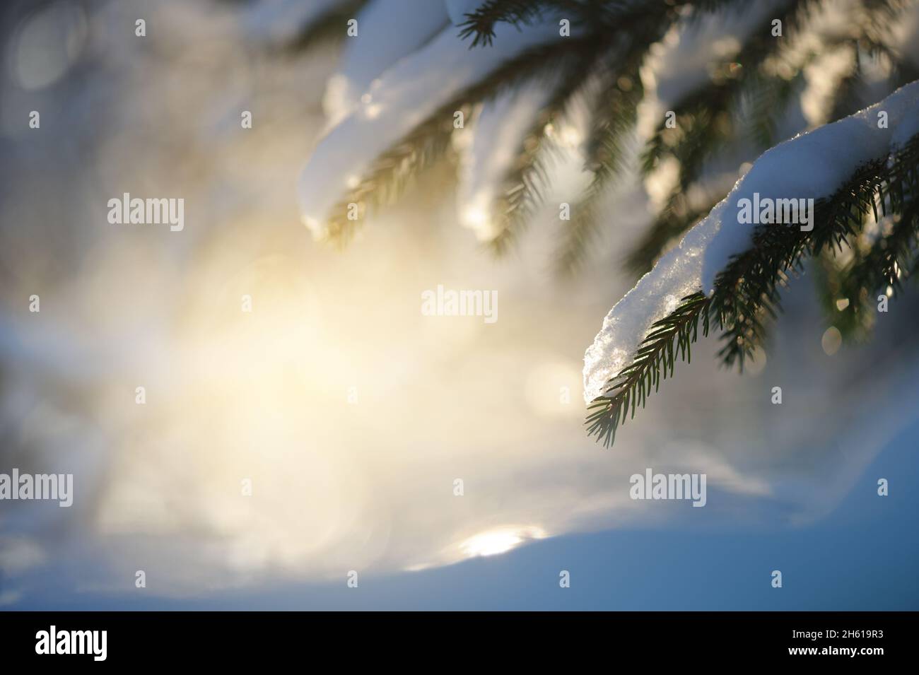 Spruce branches covered with snow Stock Photo