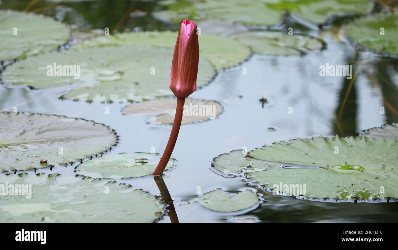 Lotus leaves and its buds in the pond Stock Photo - Alamy
