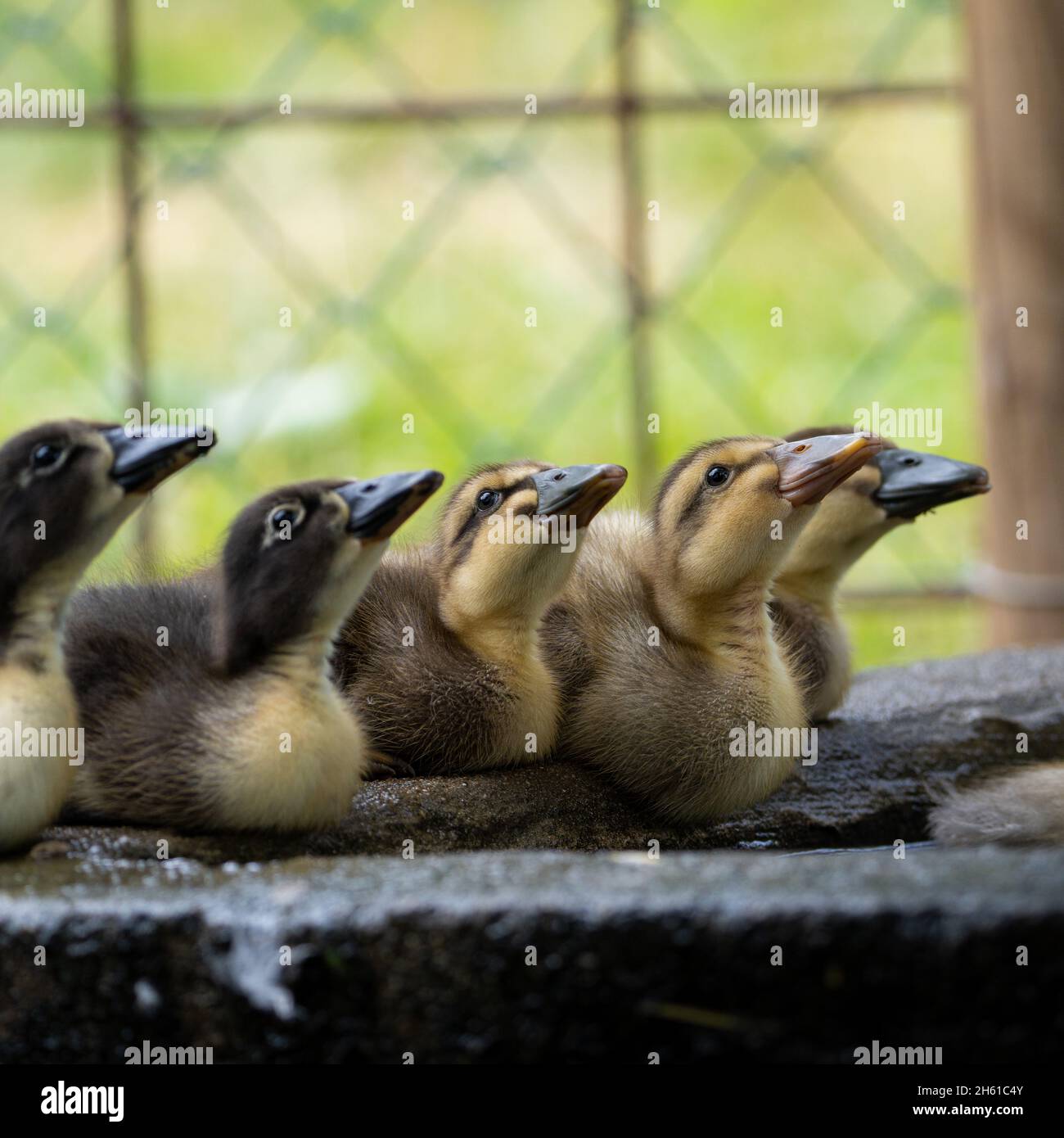 Baby ducks. Is there anything more cute? Stock Photo