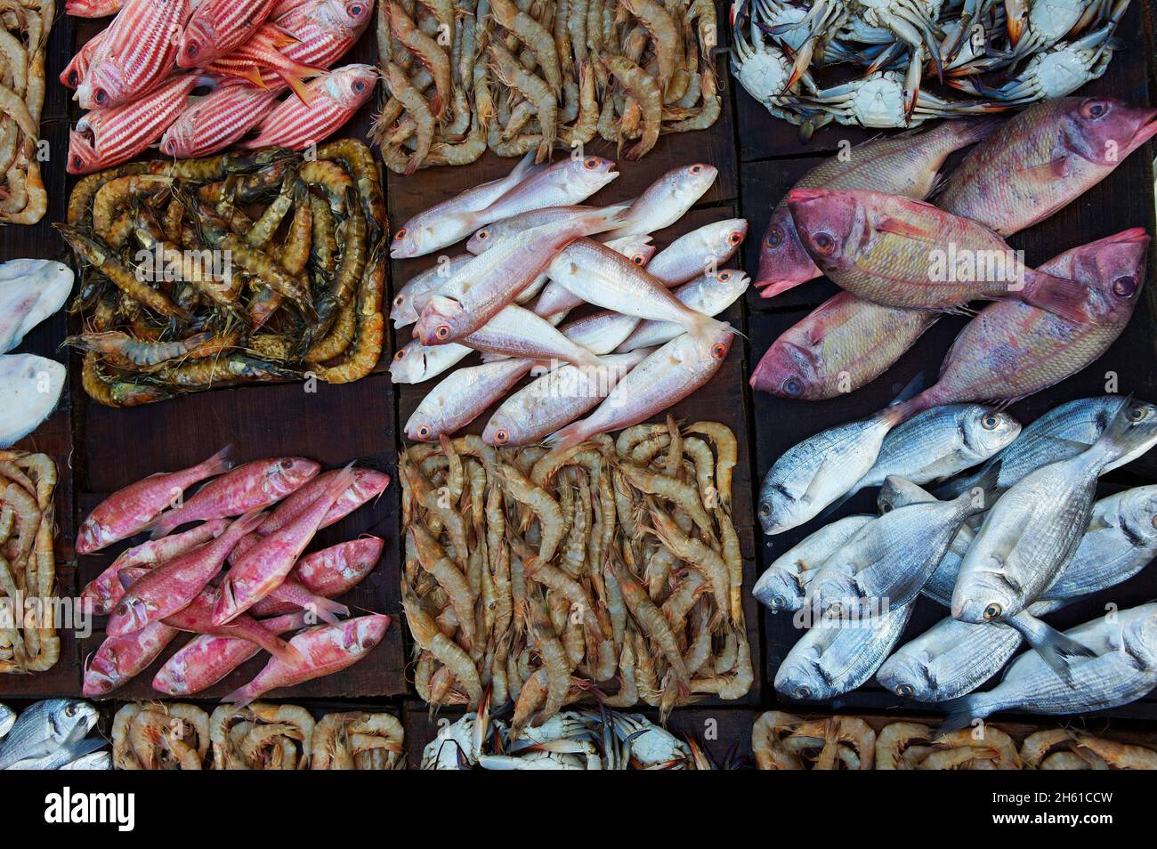 Egypte, la côte méditerranéenne, Alexandrie, le marché aux poissons