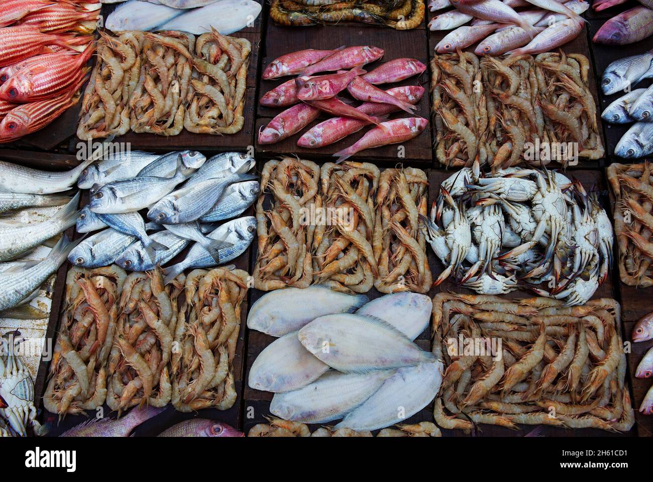 Egypte, la côte méditerranéenne, Alexandrie, le marché aux poissons