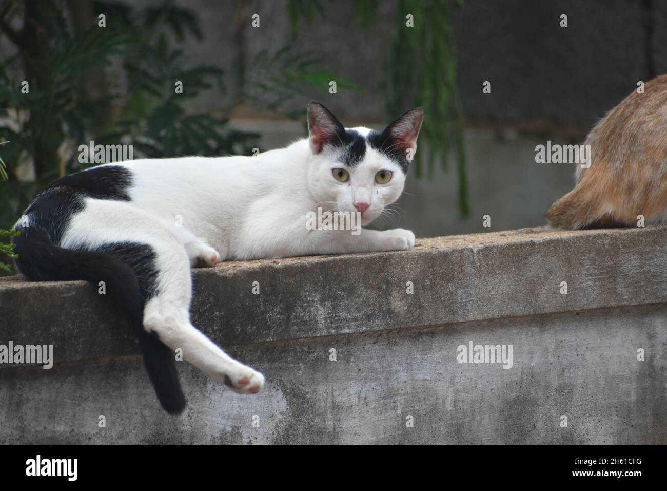 Cute Cats on a Wall Stock Photo