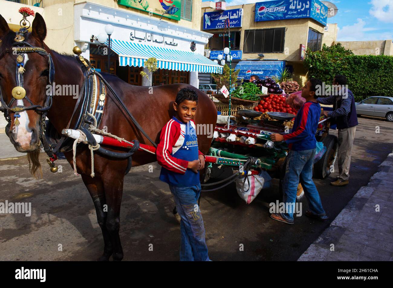 Egypte, la côte méditerranéenne, Alexandrie, marchand de legumes ambulant. // Egypt, Alexandria, itinerant vegetable market. Stock Photo