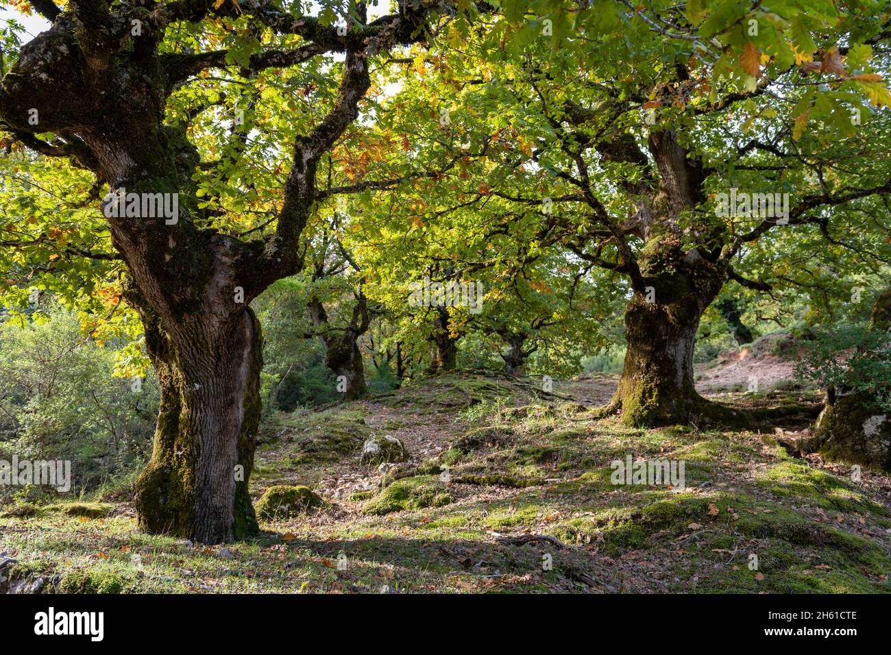 A beautiful old oak woodland in Autumn. Stock Photo