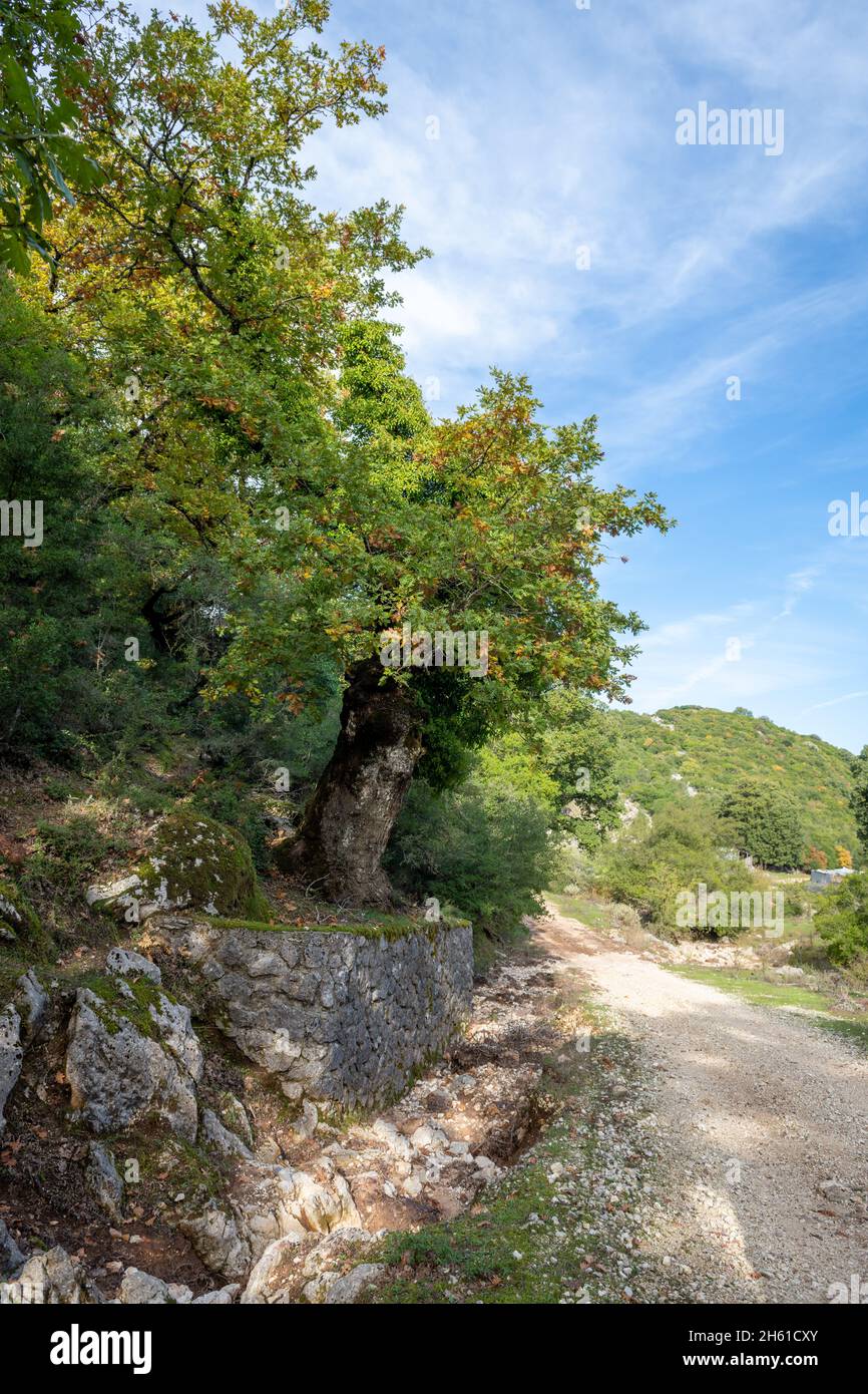 A mountain path through a oak woodland in Autumn. Stock Photo