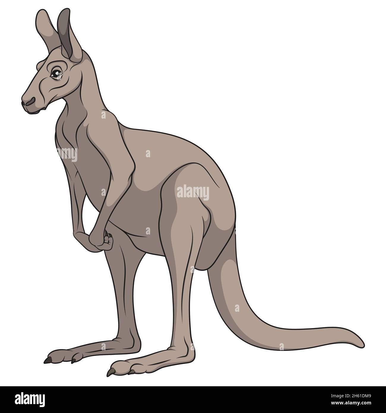Color illustration of a gray kangaroo. Isolated vector object on white background. Stock Vector